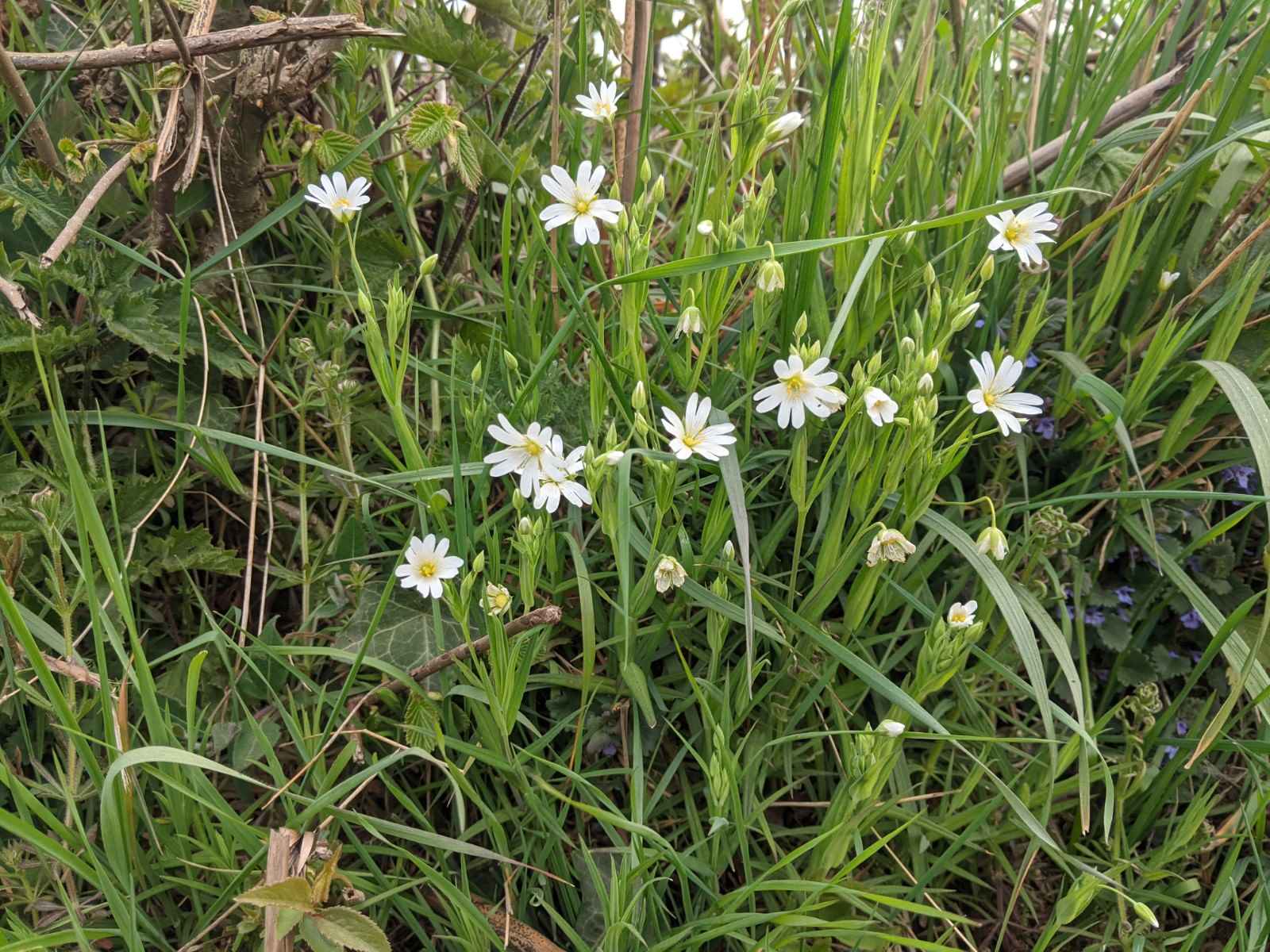 Star of Bethlehem/Star of Bethlehem in Monks lane, April 21st.jpg